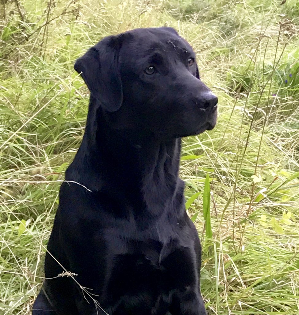 Labrador Gundogs at StudGreenfox Gundogs