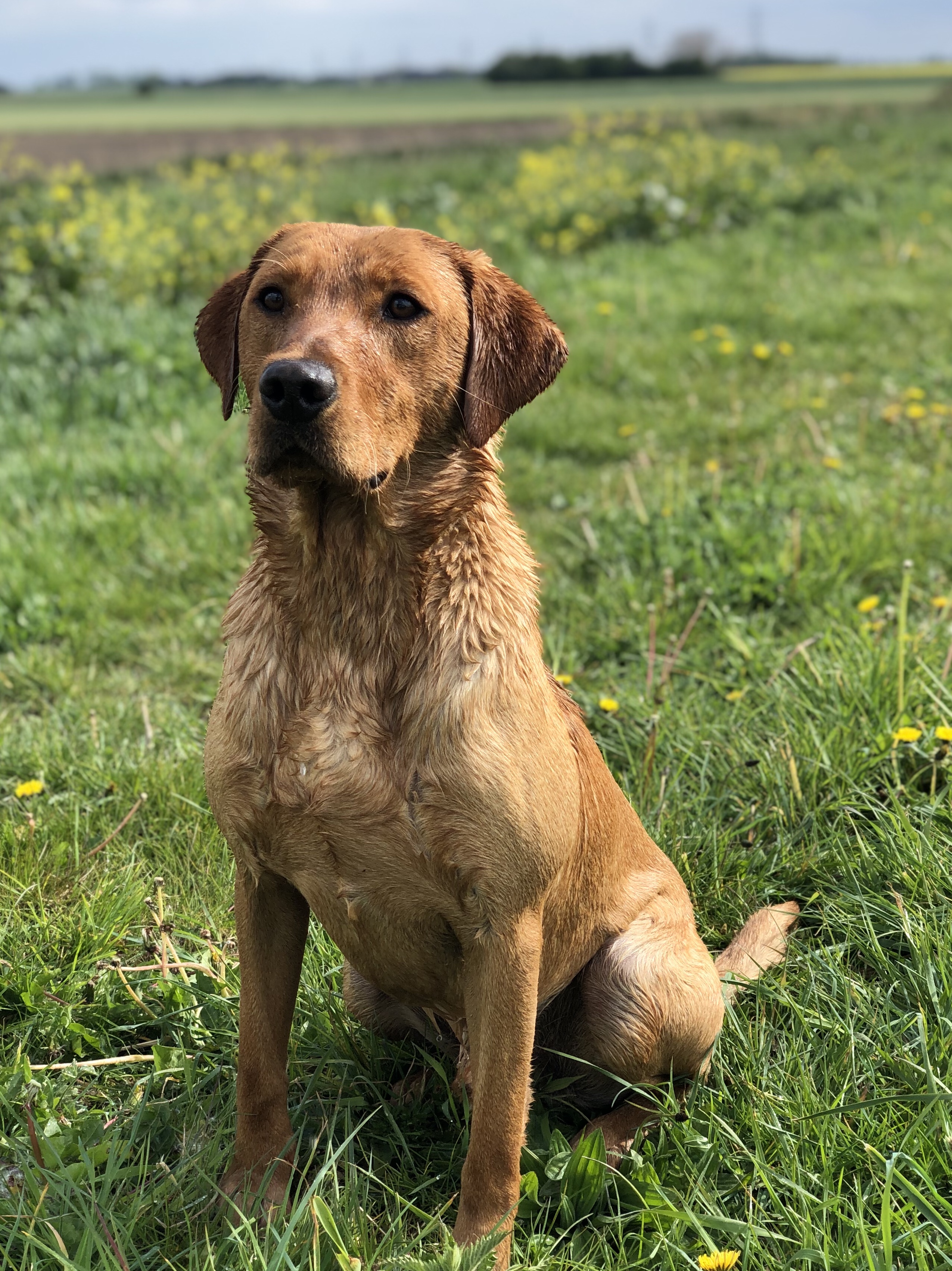 Labrador Gundogs at Stud