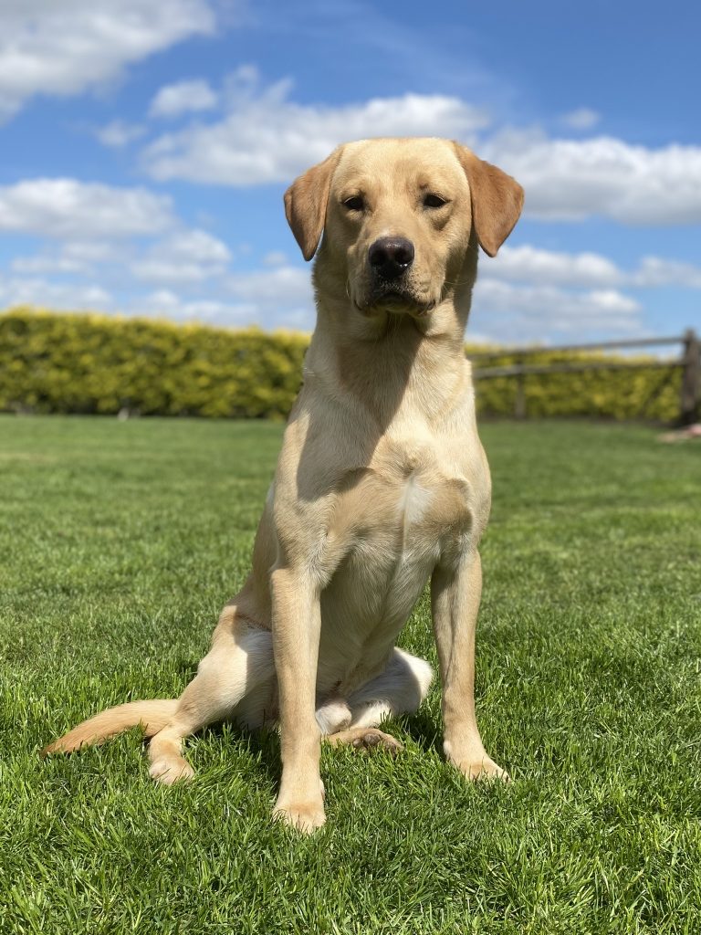 Labrador Gundogs at StudGreenfox Gundogs