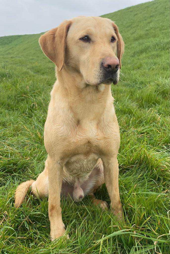 Labrador Gundogs at StudGreenfox Gundogs